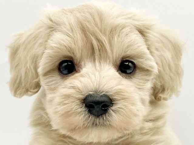 奈良県のハーフ犬・ミックス犬 (ひごペットフレンドリートナリエ大和高田店/2025年3月10日生まれ/女の子/クリーム)の子犬