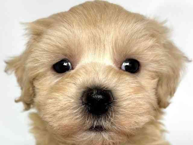 大阪府のハーフ犬・ミックス犬 (ひごペットフレンドリーアクロスプラザ住之江店/2025年3月10日生まれ/男の子/クリーム)の子犬