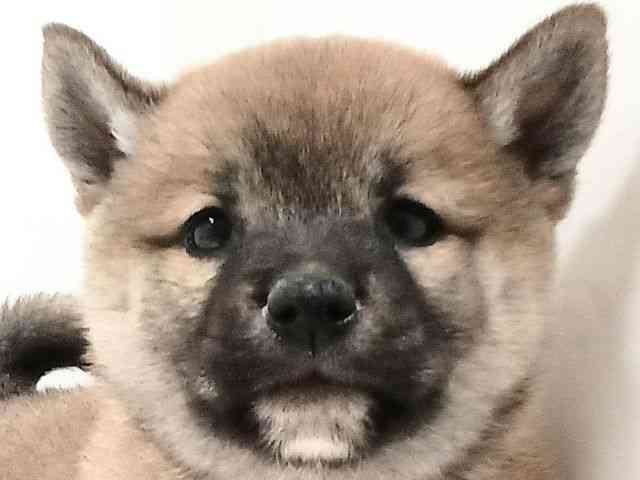 奈良県の柴犬(標準サイズ) (ひごペットフレンドリーイオンモール橿原ウエストビレッジ店/2025年3月16日生まれ/男の子/赤)の子犬