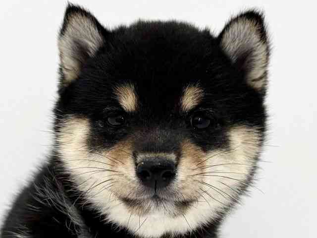 大阪府の柴犬(標準サイズ) (ひごペットフレンドリーくずはモール店/2025年3月14日生まれ/女の子/黒)の子犬
