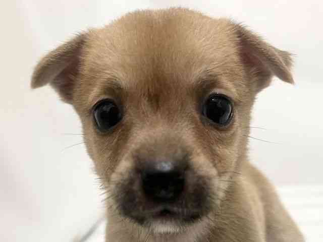 和歌山県のハーフ犬・ミックス犬 (ひごペットフレンドリーパームシティ和歌山店/2025年3月18日生まれ/女の子/フォーン)の子犬