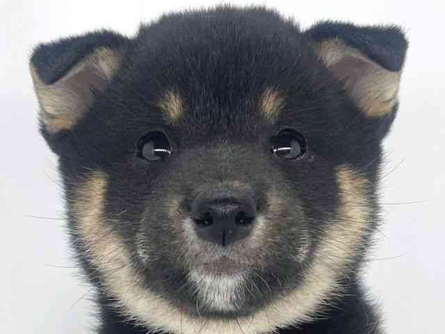 兵庫県の柴犬(標準サイズ) (ひごペットフレンドリーイオンタウン加古川店/2025年3月17日生まれ/女の子/黒)の子犬