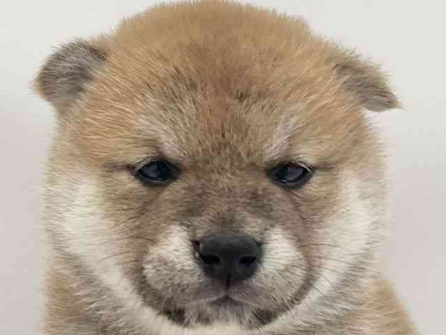 兵庫県の柴犬(標準サイズ) (ひごペットフレンドリークラウンパーク伊丹店/2025年3月22日生まれ/女の子/赤)の子犬