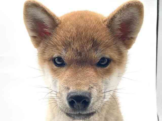香川県の柴犬(標準サイズ) (ひごペットフレンドリーゆめタウン高松店/2025年3月22日生まれ/男の子/赤)の子犬の1枚目の画像