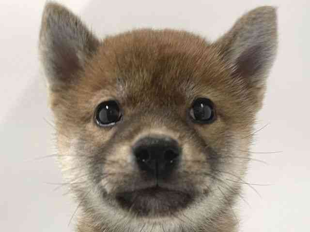 高知県の柴犬(標準サイズ) (ひごペットフレンドリーイオンモール高知店/2025年3月22日生まれ/男の子/赤)の子犬