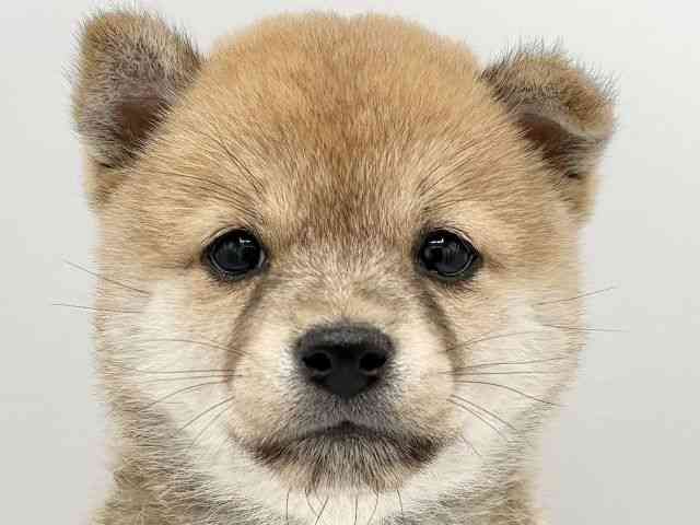 大阪府の柴犬(標準サイズ) (ひごペットフレンドリーイオンタウン豊中庄内店/2025年3月23日生まれ/女の子/赤)の子犬