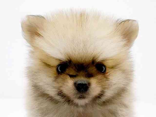 広島県のハーフ犬・ミックス犬 (ひごペットフレンドリーフジグラン神辺店/2025年3月22日生まれ/男の子/オレンジ)の子犬