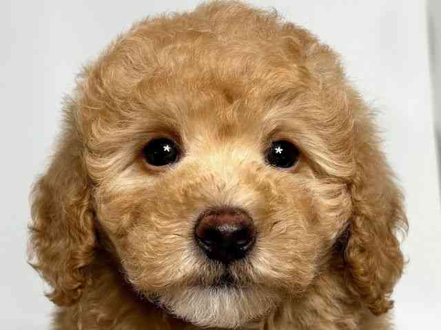 大阪府のハーフ犬・ミックス犬 (ひごペットフレンドリーアクロスプラザ住之江店/2025年3月24日生まれ/男の子/アプリコット)の子犬