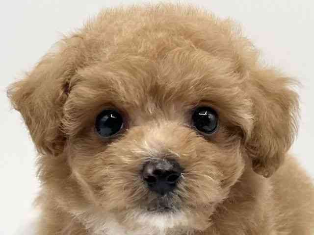 京都府のハーフ犬・ミックス犬 (ひごペットフレンドリーイオンモール高の原店/2025年3月24日生まれ/女の子/アプリコット)の子犬