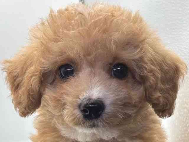 愛知県のハーフ犬・ミックス犬 (ひごペットフレンドリープライムツリー赤池店/2025年3月24日生まれ/男の子/アプリコット)の子犬