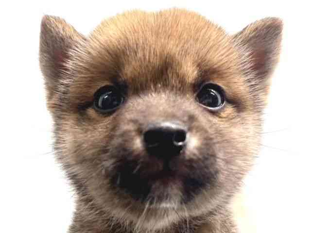 京都府の柴犬(標準サイズ) (ひごペットフレンドリー洛北阪急スクエア店/2025年3月23日生まれ/男の子/赤)の子犬
