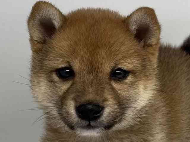 徳島県の柴犬(標準サイズ) (ひごペットフレンドリーゆめタウン徳島店/2025年3月22日生まれ/女の子/赤)の子犬