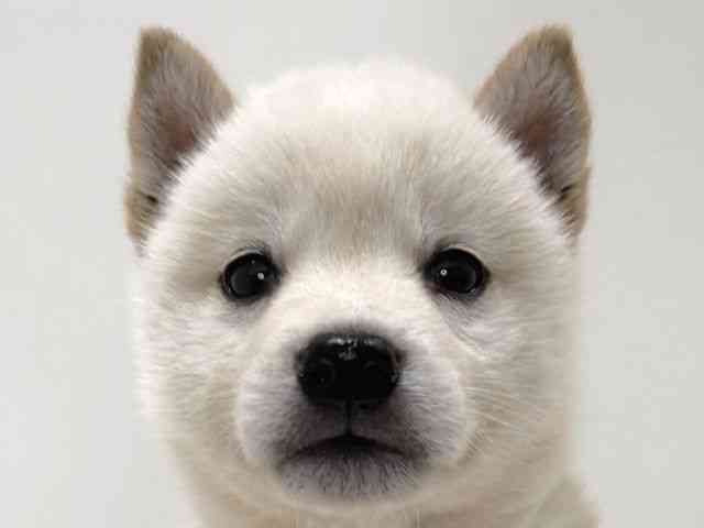 兵庫県の柴犬(標準サイズ) (ひごペットフレンドリーイトーヨーカドー明石店/2025年3月29日生まれ/男の子/白)の子犬