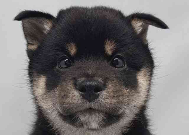 鳥取県の柴犬(標準サイズ) (ひごペットフレンドリーイオンモール鳥取北店/2025年4月1日生まれ/男の子/黒)の子犬