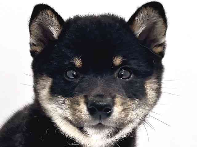 奈良県の柴犬(標準サイズ) (ひごペットフレンドリー奈良パワーシティ店/2025年4月7日生まれ/男の子/黒)の子犬