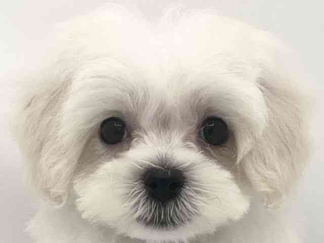兵庫県のハーフ犬・ミックス犬 (ひごペットフレンドリークラウンパーク伊丹店/2025年4月9日生まれ/女の子/クリーム)の子犬の1枚目の画像