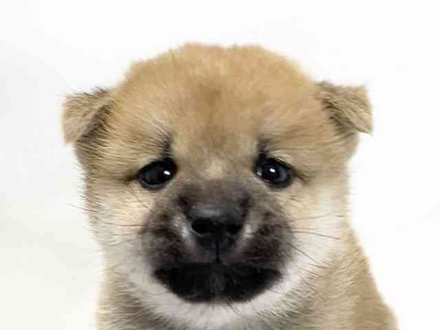 愛媛県の柴犬(標準サイズ) (ひごペットフレンドリーイオンモール今治新都市店/2025年4月12日生まれ/男の子/赤)の子犬