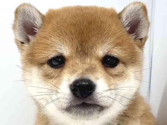 奈良県の柴犬(標準サイズ) (ひごペットフレンドリー奈良パワーシティ店/2025年4月7日生まれ/男の子/赤)の子犬