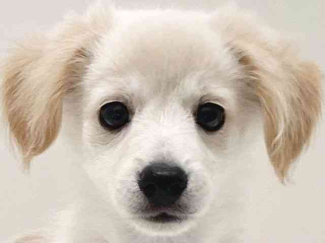 兵庫県のハーフ犬・ミックス犬 (ひごペットフレンドリーイトーヨーカドー明石店/2025年4月9日生まれ/女の子/クリーム)の子犬の1枚目の画像