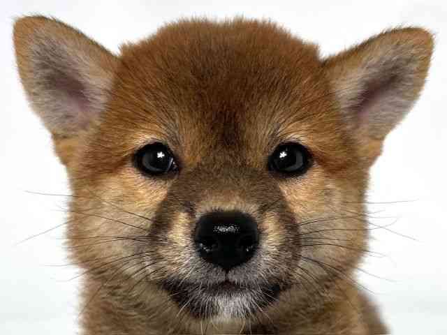 大阪府の柴犬(標準サイズ) (ひごペットフレンドリーアクロスプラザ住之江店/2025年4月12日生まれ/女の子/赤)の子犬