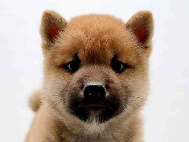 広島県の柴犬(標準サイズ) (ひごペットフレンドリーフジグラン神辺店/2025年4月13日生まれ/男の子/赤)の子犬