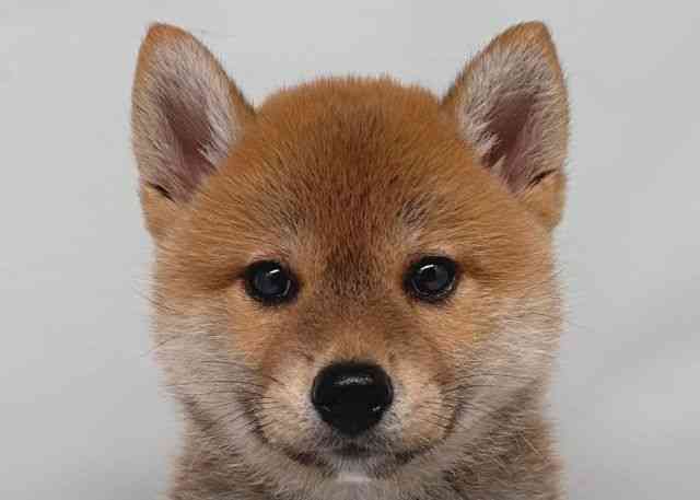 鳥取県の柴犬(標準サイズ) (ひごペットフレンドリーイオンモール鳥取北店/2025年4月20日生まれ/男の子/赤)の子犬の1枚目の画像