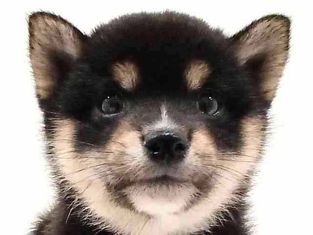 奈良県の柴犬(標準サイズ) (ひごペットフレンドリーイオンモール橿原ウエストビレッジ店/2025年4月18日生まれ/男の子/黒)の子犬