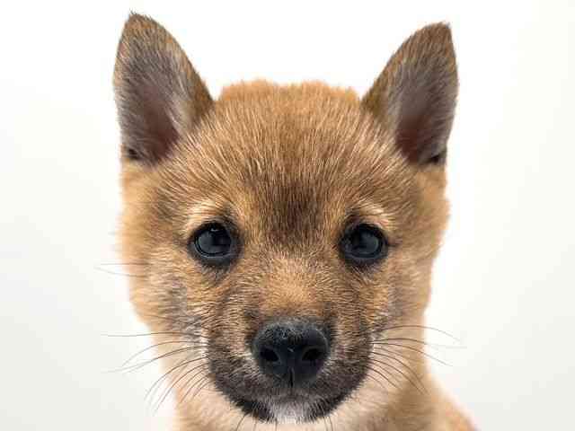 奈良県の柴犬(標準サイズ) (ひごペットフレンドリー田原本店/2025年4月19日生まれ/男の子/赤)の子犬