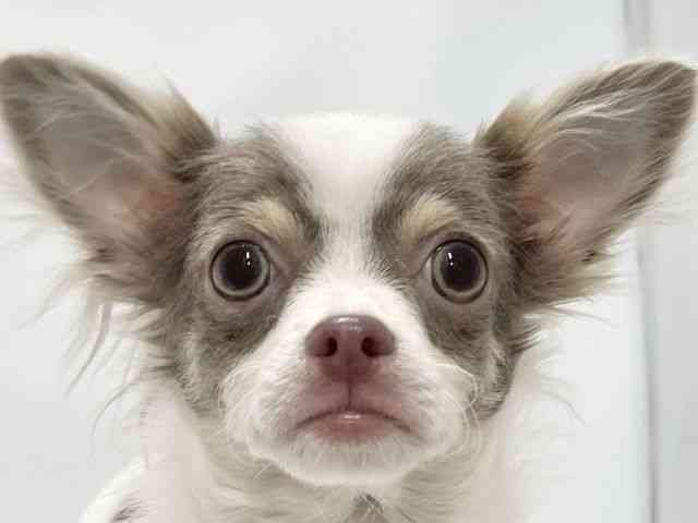 高知県のチワワ(ロング) (ひごペットフレンドリーイオンモール高知店/2025年4月21日生まれ/男の子/イザベラタンホワイト)の子犬の1枚目の画像