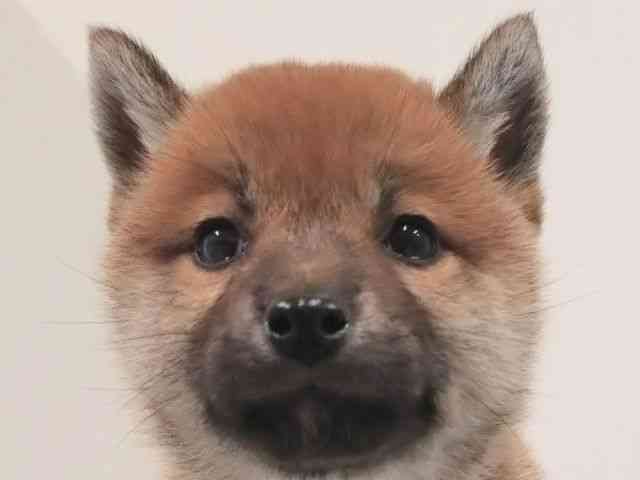 奈良県の柴犬(標準サイズ) (ひごペットフレンドリーイオンモール橿原ウエストビレッジ店/2025年4月22日生まれ/女の子/赤)の子犬の1枚目の画像