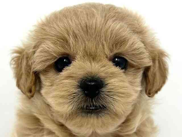 大阪府のハーフ犬・ミックス犬 (ひごペットフレンドリーベルファ2都島店/2025年4月27日生まれ/女の子/クリーム)の子犬の1枚目の画像