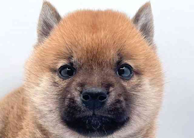 島根県の柴犬(標準サイズ) (ひごペットフレンドリーイオン松江ショッピングセンター店/2025年4月26日生まれ/女の子/赤)の子犬の1枚目の画像