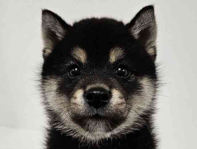 愛知県の柴犬(標準サイズ) (ひごペットフレンドリーイトーヨーカドー知多店/2025年4月23日生まれ/男の子/黒)の子犬の1枚目の画像