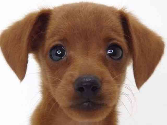 大阪府のハーフ犬・ミックス犬 (ひごペットフレンドリーいこらもーる泉佐野店/2025年4月26日生まれ/男の子/レッド)の子犬の1枚目の画像