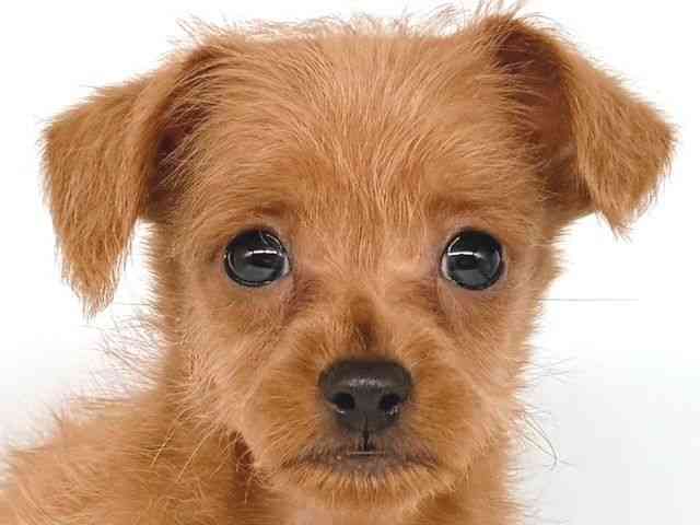 大阪府のハーフ犬・ミックス犬 (ひごペットフレンドリー瓜破店/2025年4月26日生まれ/男の子/レッド)の子犬の1枚目の画像