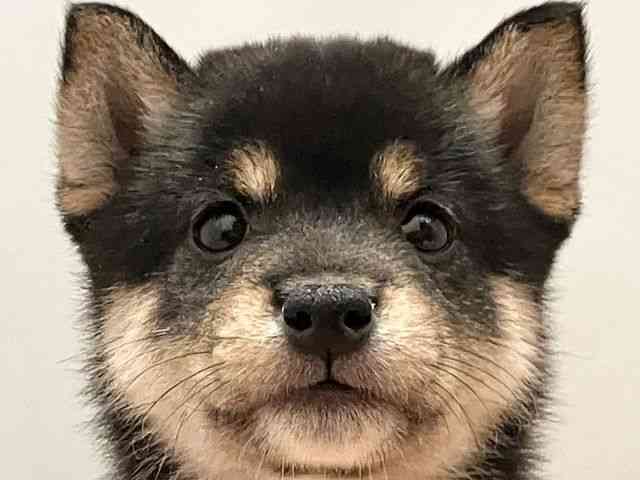 愛媛県の柴犬(標準サイズ) (ひごペットフレンドリーエミフルMASAKI店/2025年4月28日生まれ/男の子/黒)の子犬の1枚目の画像