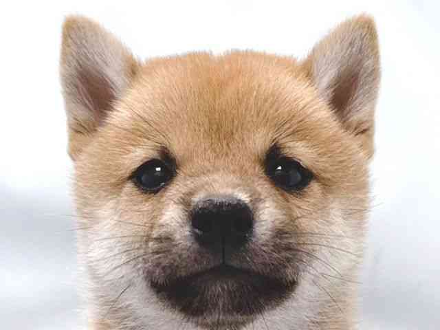 大阪府の柴犬(標準サイズ) (ひごペットフレンドリー堺プラットプラット店/2025年4月27日生まれ/男の子/赤)の子犬の1枚目の画像