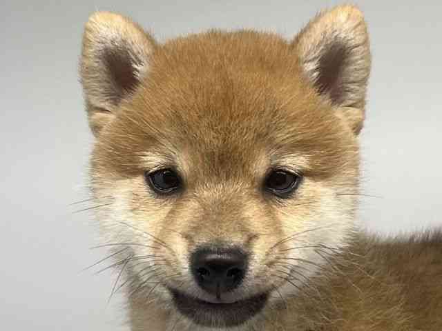徳島県の柴犬(標準サイズ) (ひごペットフレンドリーゆめタウン徳島店/2025年4月30日生まれ/男の子/赤)の子犬の1枚目の画像