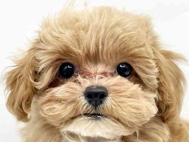 奈良県のハーフ犬・ミックス犬 (ひごペットフレンドリートナリエ大和高田店/2025年4月29日生まれ/女の子/アプリコットホワイト)の子犬