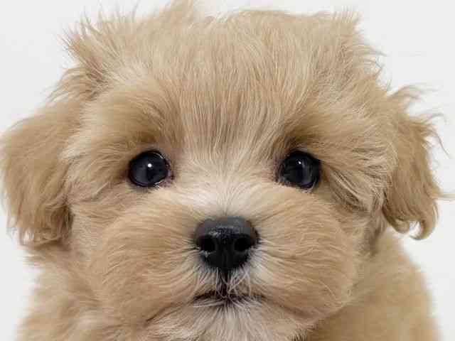 京都府のハーフ犬・ミックス犬 (ひごペットフレンドリーイズミヤショッピングセンター八幡店/2025年4月29日生まれ/男の子/アプリコットホワイト)の子犬の1枚目の画像