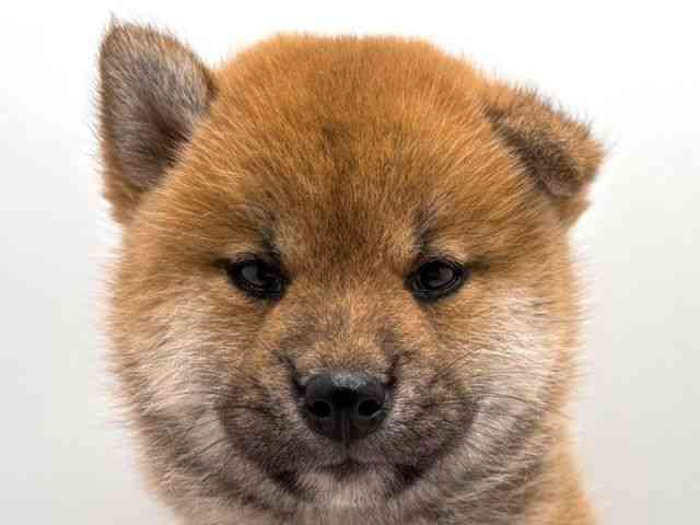 奈良県の柴犬(標準サイズ) (ひごペットフレンドリー田原本店/2025年5月2日生まれ/男の子/赤)の子犬の1枚目の画像