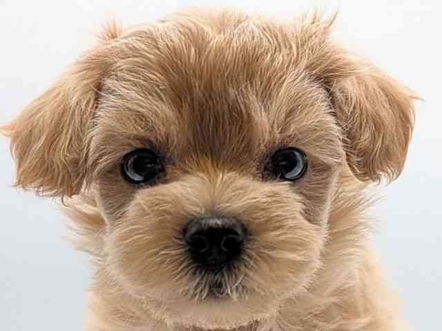 香川県のハーフ犬・ミックス犬 (ひごペットフレンドリーゆめタウン高松店/2025年5月3日生まれ/女の子/クリーム)の子犬