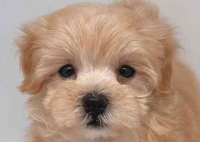 鳥取県のハーフ犬・ミックス犬 (ひごペットフレンドリーイオンモール鳥取北店/2025年5月2日生まれ/女の子/クリーム)の子犬の1枚目の画像