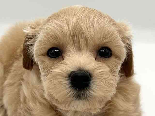 京都府のハーフ犬・ミックス犬 (ひごペットフレンドリーイオンモール高の原店/2025年5月3日生まれ/女の子/クリーム)の子犬の1枚目の画像