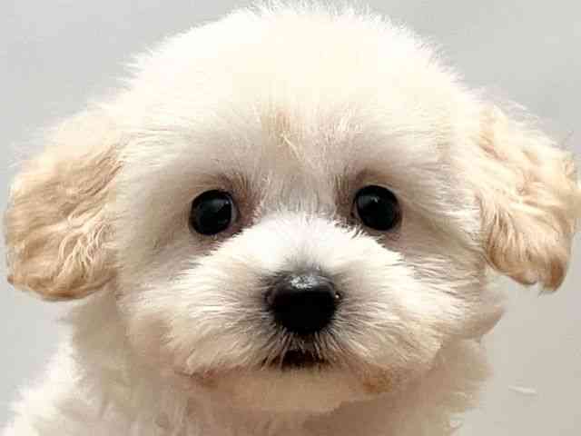 愛媛県のハーフ犬・ミックス犬 (ひごペットフレンドリーエミフルMASAKI店/2025年5月4日生まれ/女の子/クリーム)の子犬の1枚目の画像