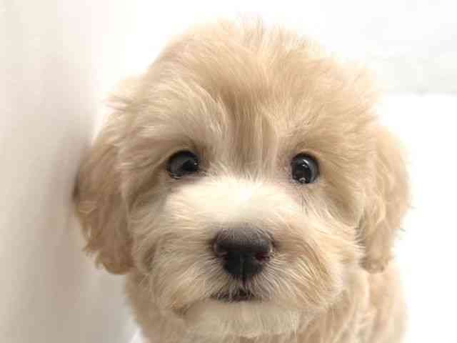 京都府のハーフ犬・ミックス犬 (ひごペットフレンドリー洛北阪急スクエア店/2025年5月4日生まれ/男の子/クリーム)の子犬の1枚目の画像