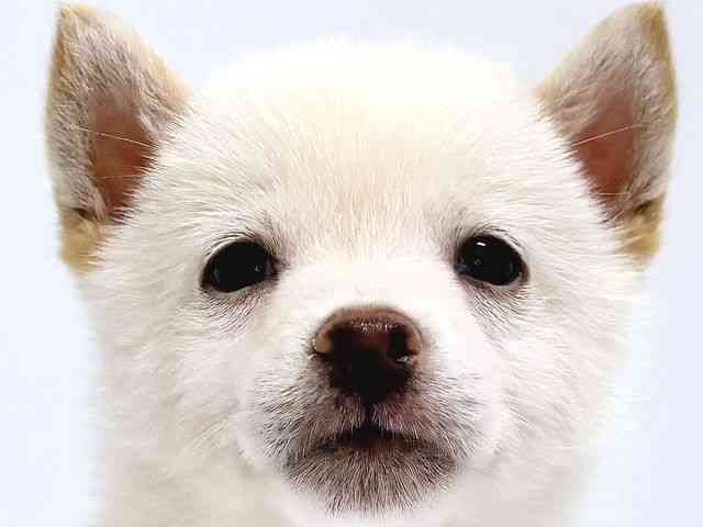 奈良県の柴犬(標準サイズ) (ひごペットフレンドリー奈良パワーシティ店/2025年5月4日生まれ/男の子/白)の子犬の1枚目の画像