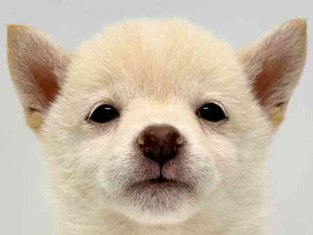 大阪府の柴犬(標準サイズ) (ひごペットフレンドリーセブンパーク天美店/2025年5月4日生まれ/女の子/白)の子犬の1枚目の画像