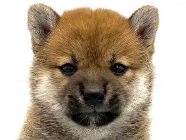 大阪府の柴犬(標準サイズ) (ひごペットフレンドリーイオンタウン豊中庄内店/2025年5月6日生まれ/女の子/赤)の子犬の1枚目の画像