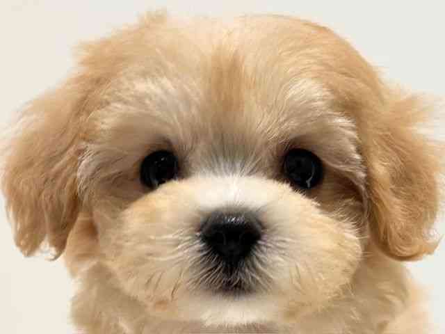 大阪府のハーフ犬・ミックス犬 (ひごペットフレンドリーイオン高槻店/2025年4月29日生まれ/女の子/クリーム)の子犬